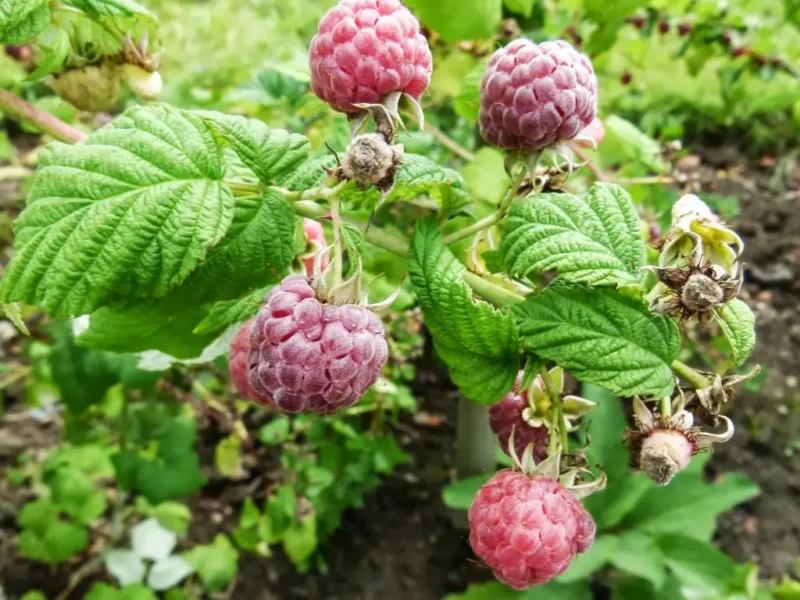 Glencoe raspberry is a great choice for gardeners wanting something different from traditional raspberries