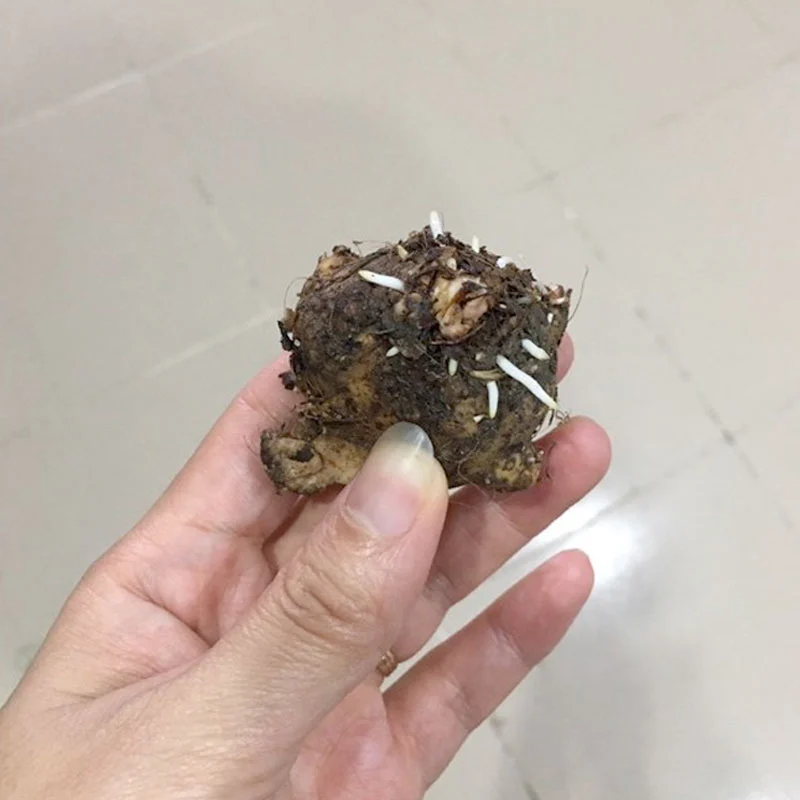 Caladium Florida Clown bulbs