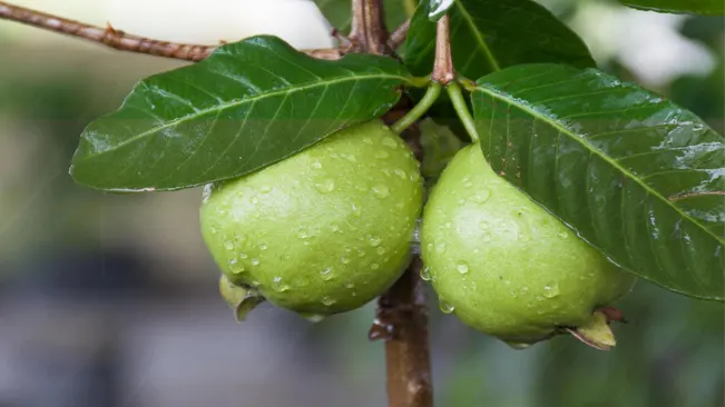 two green guavas on a branch with fresh water droplets on the fruit and leaves