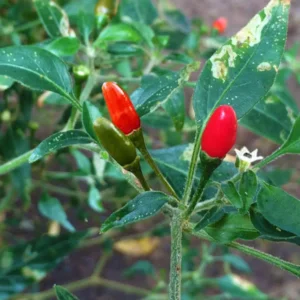 Pequin peppers with yellowing and damaged leaves