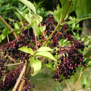 10 American Elderberry Cuttings – Live Black Elderberry Plants for Growing Fruiting Shrubs, Large Berry Clusters