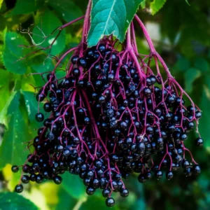 10 American Elderberry Cuttings – Live Black Elderberry Plants for Growing Fruiting Shrubs, Large Berry Clusters