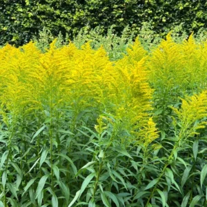 10 Solidago Goldenrod Plants Bare Roots – Yellow Perennial Flowers for Butterfly-Friendly Outdoor Spaces