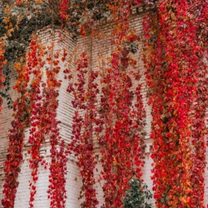 3 Virginia Creeper Ivy Plants Live – Five-Leaved Perennial Ivy Bare Roots for Ground Cover and Climbing