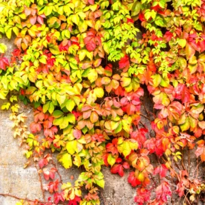 5 Virginia Creeper Ivy Plants Bare Roots – Live Perennial Vines for Garden Decoration and Vertical Growth