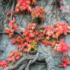 3 Virginia Creeper Ivy Plants Live – Five-Leaved Perennial Ivy Bare Roots for Ground Cover and Climbing