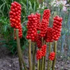 5 Jack in the Pulpit Plants Bare Roots – Live Hardy Perennial Wildflowers for Shaded Areas and Gardens