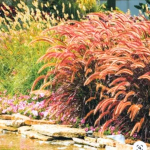 5 Red Fountain Grass Plants Bare Roots – Live Perennial Ornamental Grass for Outdoor Spaces and Fall Colors