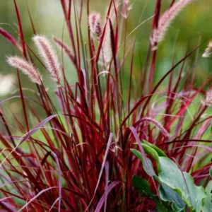 3 Red Fountain Grass Plants Bare Roots – Fast-Growing Perennial Ornamental Grass for Fall Landscaping