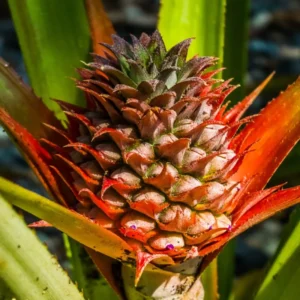 3 Red Pineapple Plants Bare Roots – Sweet Tropical Fruit Trees for Outdoor Planting and Garden Growth