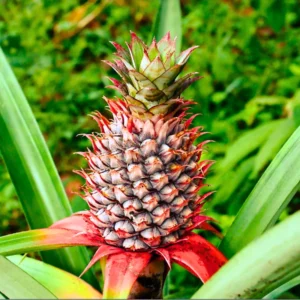 Red Pineapple Plant Live Bare Root – Sweet Tropical Pineapple Fruit Tree Starter for Home Gardens