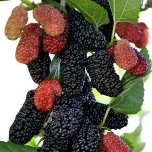 3 Dwarf Mulberry Trees Live Bare Roots – Hardy Everbearing Mulberry Plants for Year-Round Fruit Growing