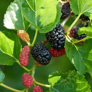 3 Dwarf Mulberry Trees Live Bare Roots – Hardy Everbearing Mulberry Plants for Year-Round Fruit Growing