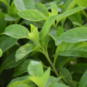 Longevity Spinach Plant, Longevity Spinach Live 4 Inches No Pot, Vegetable Plant, Live Vegetable Plant For Planting