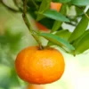 Tangerine Tree Live, Tangerine Plant, Live Sweet Tangerine Tree, Grafted Citrus Tree 2 To 3 Feet Tall, 1 Gallon Potted