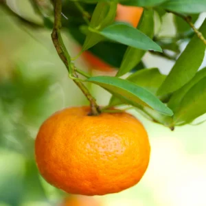 Tangerine Tree Live, Tangerine Plant, Live Sweet Tangerine Tree, Grafted Citrus Tree 2 To 3 Feet Tall, 1 Gallon Potted