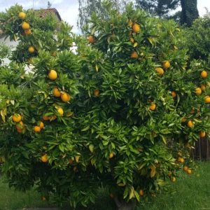 Tangerine Tree Live, Tangerine Plant, Live Sweet Tangerine Tree, Grafted Citrus Tree 2 To 3 Feet Tall, 1 Gallon Potted
