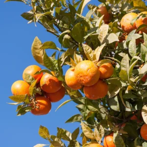 Tangerine Tree Live, Tangerine Plant, Live Sweet Tangerine Tree, Grafted Citrus Tree 2 To 3 Feet Tall, 1 Gallon Potted