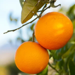 Valencia Orange Tree, Valencia Orange Tree Live Plant, Grafted Valencia Orange Tree 1 Gallon Potted, 2 Feet Tall