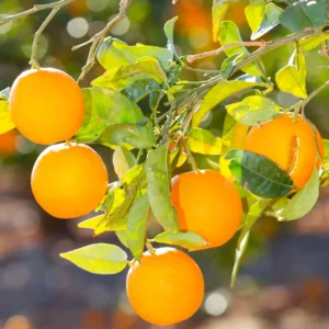 Valencia Orange Tree, Valencia Orange Tree Live Plant, Grafted Valencia Orange Tree 1 Gallon Potted, 2 Feet Tall