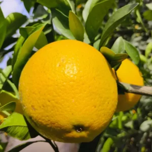 Navel Orange Tree Live Plant, Grafted Navel Orange Tree - 2 Feet Tall In 1 Gallon Pot