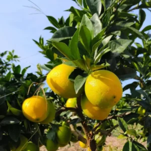 Valencia Orange Tree, Valencia Orange Tree Live Plant, Grafted Valencia Orange Tree 1 Gallon Potted, 2 Feet Tall