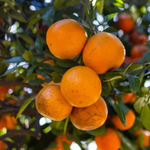 Orange Tree, Orange Fruit Tree, Live Orange Tree From 2 To 3 Feet Tall in 1 Gallon Pot, Miniature Orange Tree