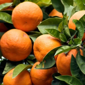 Orange Tree, Orange Fruit Tree, Live Orange Tree From 2 To 3 Feet Tall in 1 Gallon Pot, Miniature Orange Tree