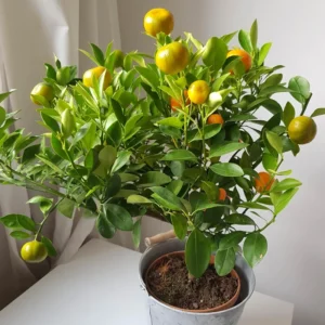 Calamansi Tree, Calamondin Orange Tree, Fruit Tree, Dwarf Fruit Tree Live Plant 1 Gallon, 3 Feet Tall