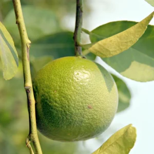 Persian Lime Tree, Live Grafted Persian Lime Tree, Fruit Tree Live Plant - 1 Gallon Pot, 2 Feet Tall