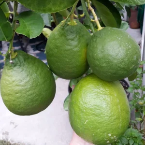 Ponderosa Lemon Tree, Fruit Tree Live Plant Outdoor - 1 Gallon Pot, 3 Feet Height