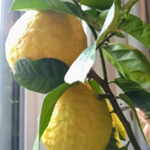 Ponderosa Lemon Tree, Fruit Tree Live Plant Outdoor - 1 Gallon Pot, 3 Feet Height