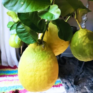 Ponderosa Lemon Tree, Fruit Tree Live Plant Outdoor - 1 Gallon Pot, 3 Feet Height