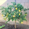 Ponderosa Lemon Tree, Fruit Tree Live Plant Outdoor - 1 Gallon Pot, 3 Feet Height
