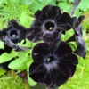 2 Black Petunia Live Plants – 4-8 Inch Tall Starry Petunia Flowers Perfect for Outdoor Planting