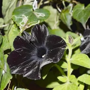 2 Black Petunia Live Plants – 4-8 Inch Tall Starry Petunia Flowers Perfect for Outdoor Planting
