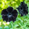 2 Black Petunia Live Plants – 4-8 Inch Tall Starry Petunia Flowers Perfect for Outdoor Planting
