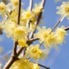 Fragrant Wintersweet Tree Live Plant in 4-Inch Pot – Yellow Winter Blooming Flowers for Home or Landscaping