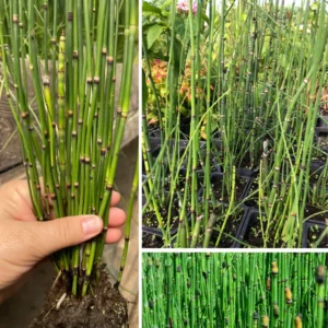 5 Horsetail Grass Live Plants – 4-Inch Potted Perennials for Aquatic Features, Ponds, and Wetland Landscaping