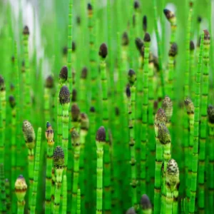 5 Horsetail Grass Live Plants – 4-Inch Potted Perennials for Aquatic Features, Ponds, and Wetland Landscaping