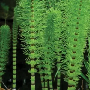 5 Horsetail Grass Live Plants – 4-Inch Potted Perennials for Aquatic Features, Ponds, and Wetland Landscaping