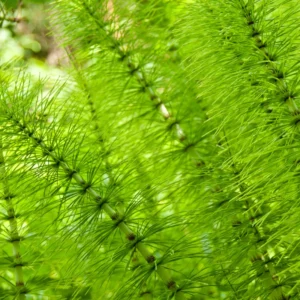 5 Horsetail Grass Live Plants – 4-Inch Potted Perennials for Aquatic Features, Ponds, and Wetland Landscaping