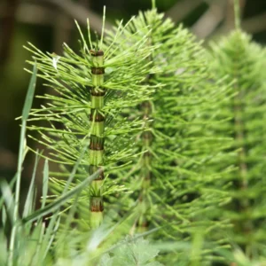 Horsetail Grass Live Plants – Set of 5 in 4-Inch Pots, Ideal for Pond Edges and Water Feature Landscaping