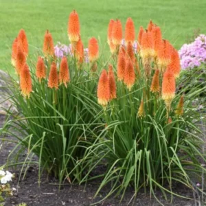 Red Hot Poker Lily Plants – Set of 4 Bareroot Kniphofia Perennials for Vibrant Garden Displays