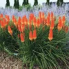 Kniphofia Red Hot Poker Plants – 2 Live Bareroot Perennials for Hardy Garden Borders and Flowerbeds