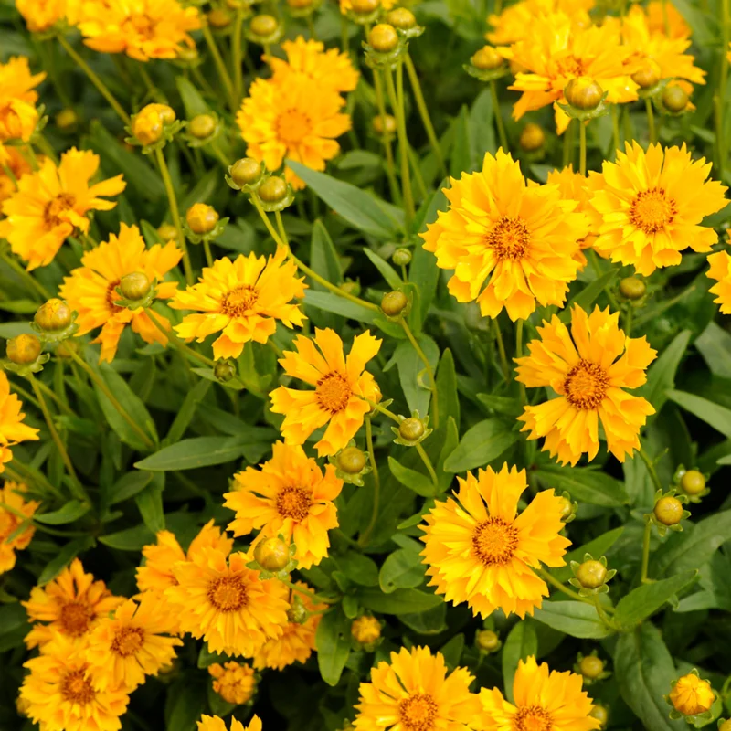 Single Yellow Coreopsis Plant Live – Tickseed Perennial Flowers in a 4-Inch Pot, Great for Garden Landscaping
