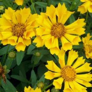 Yellow Coreopsis Live Plant – Tickseed Coreopsis Perennial Flower in 4-Inch Pot, Perfect for Outdoor Planting