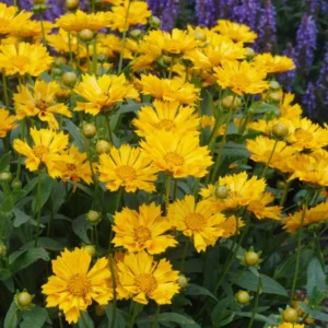 Yellow Coreopsis Live Plant – Tickseed Coreopsis Perennial Flower in 4-Inch Pot, Perfect for Outdoor Planting