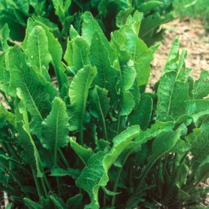 2Lbs Bareroot Horseradish Roots for Planting – Fresh Live Horseradish Crowns Sold by Weight