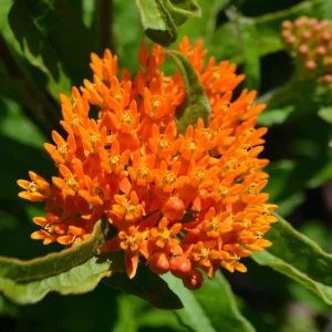 5 Asclepias Tuberosa Live Plant Roots, Milkweed Plants Bulbs, Milkweed Plants Rooted For Butterflies